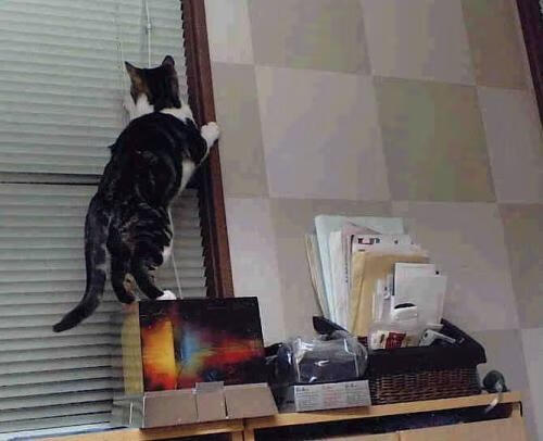 2024年NBA裁判判罚细则:新规则带来哪些变化?,nba裁判14号