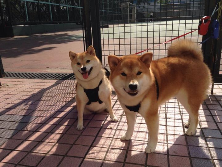 leyu乐鱼体育综合-【Judge怒刷纪录】亚伦·贾奇达成单赛季最多全垒打