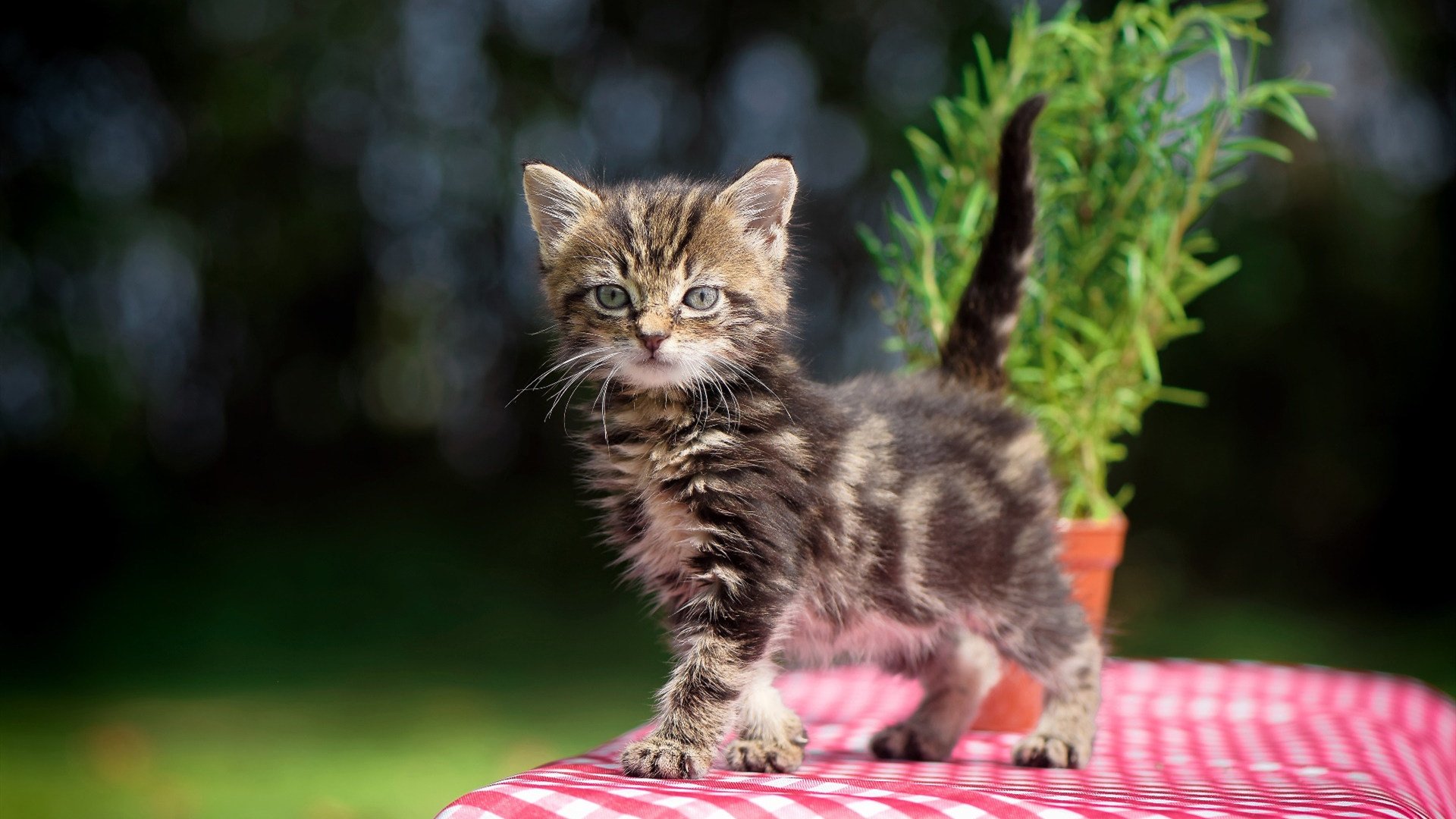 【马克·塞尔比】坚守防守原则,赢得比赛的致胜法宝,马克塞尔比练球视频