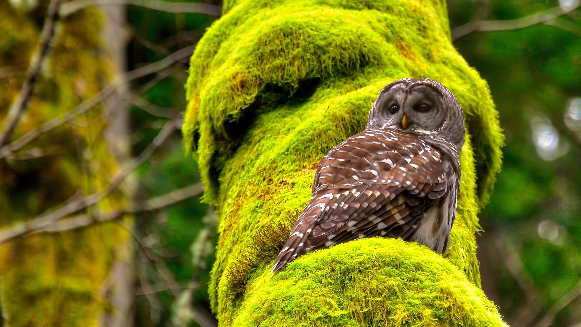 主帅亲承：西班牙未来仍值得期待，西班牙2027年