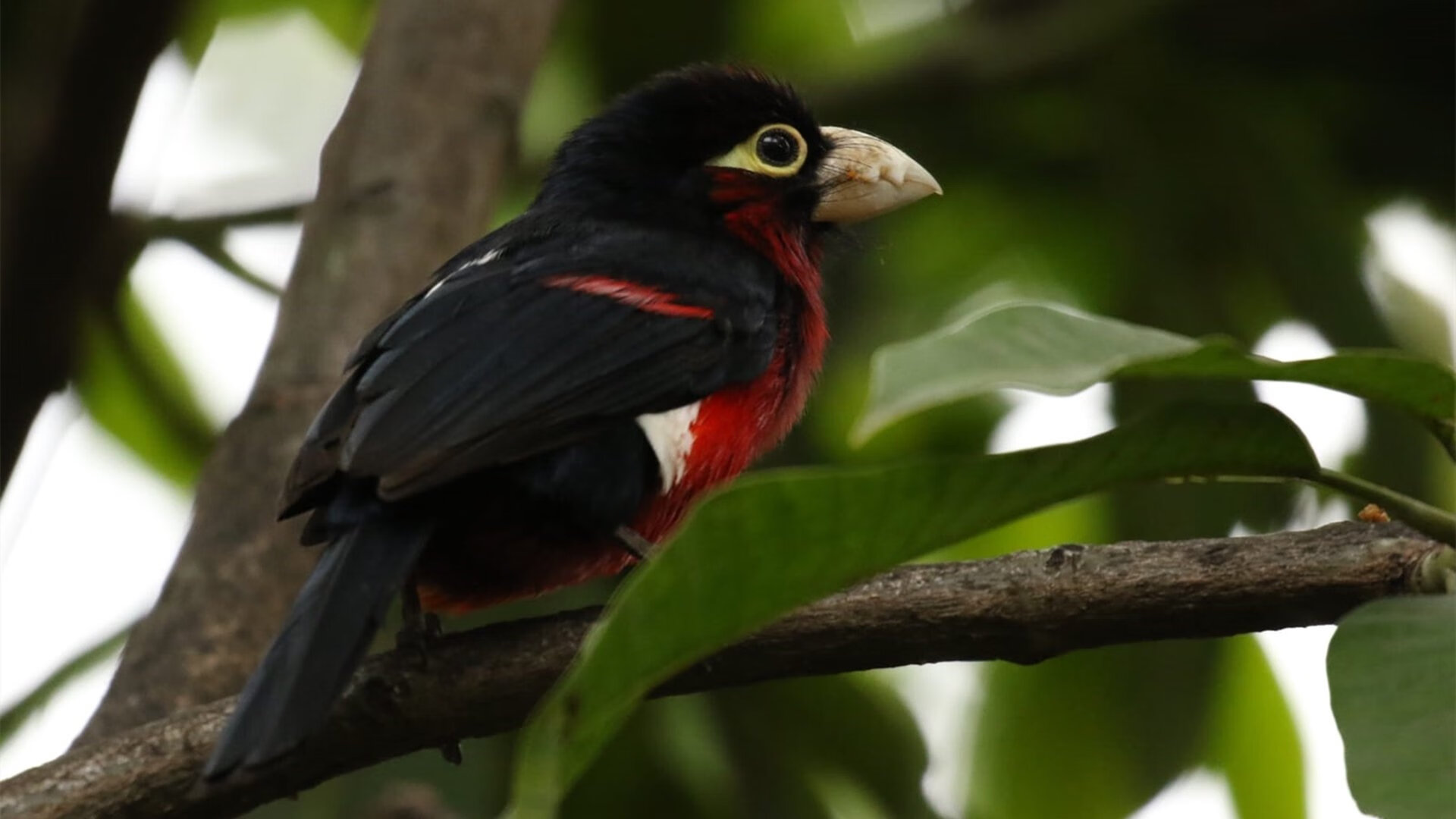 大型森林徒步穿越，探索未知的自然奇境，森林徒步的美言美句