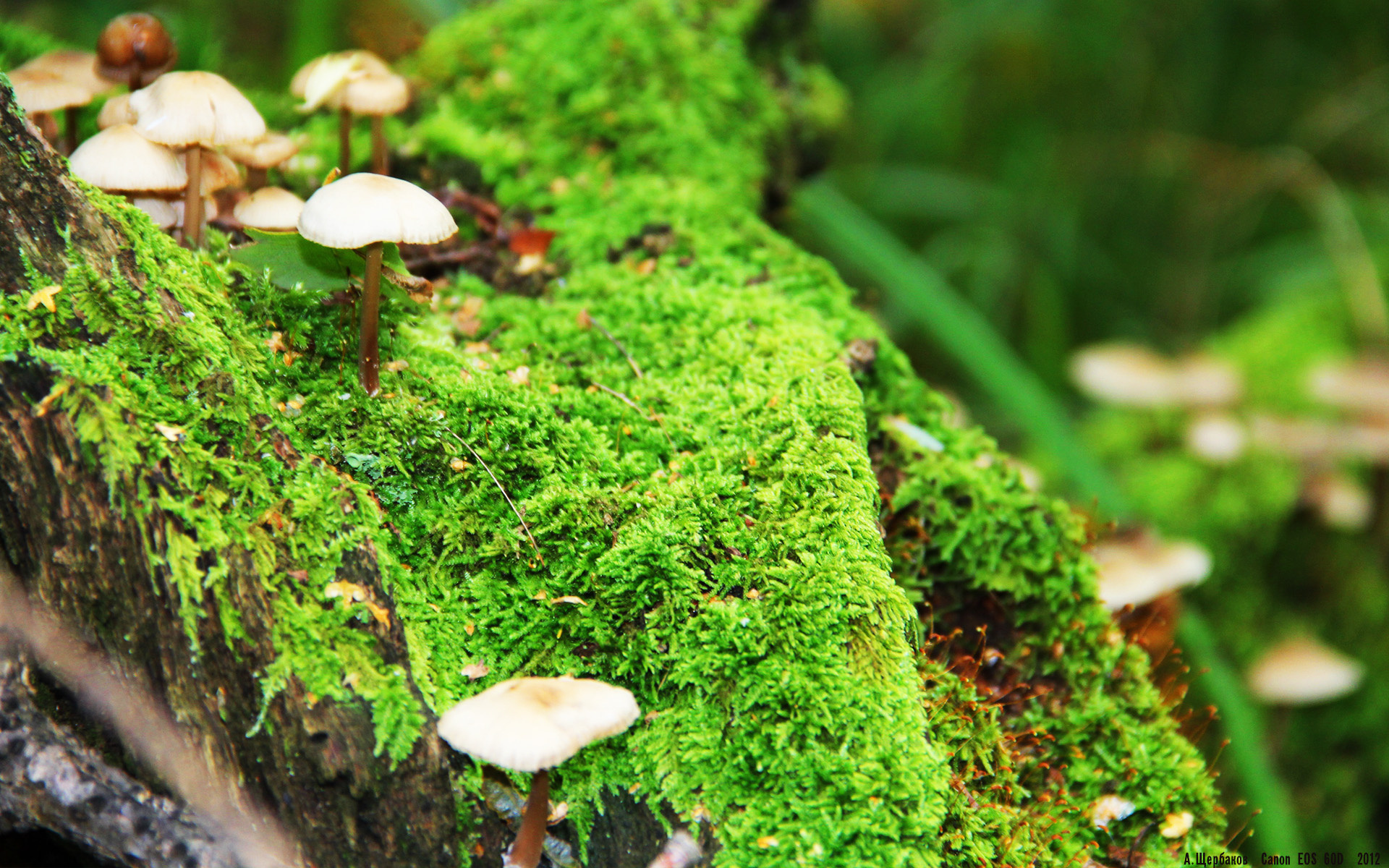 球迷眼中的“年度欧冠瞬间”票选结果公布,例年欧冠冠军