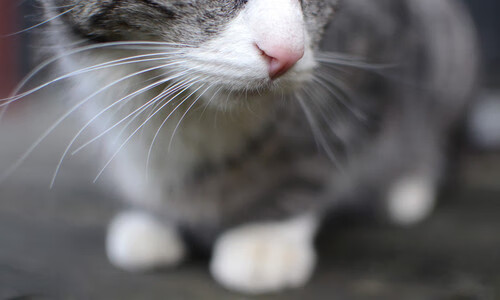 英雄联盟与DOTA2赛事对比:MOBA游戏谁更胜一筹?,英雄联盟和dota2比赛