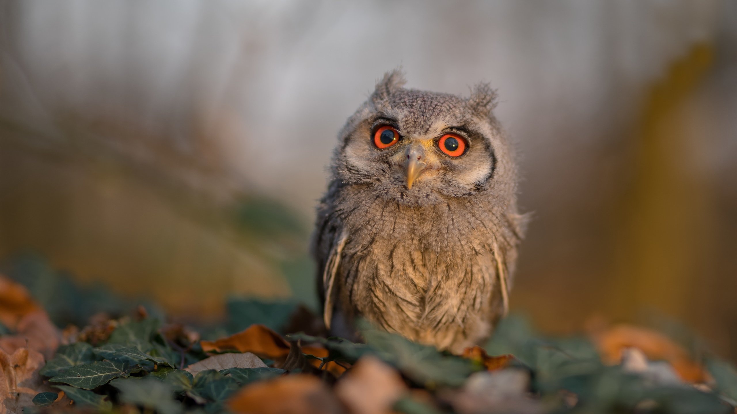 足协出台新政策,优化青训环境推进职业化,足球青训发展方案