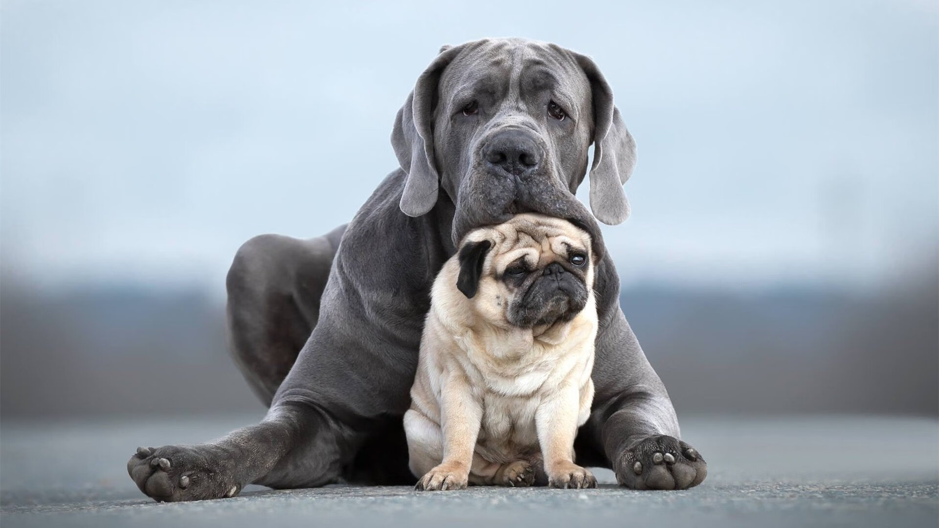 Faker正式成为韩国奥委会电子体育顾问,韩国选手faker叫什么名字