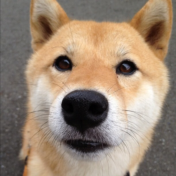 北京国安球员赛季表现分析，北京国安球队