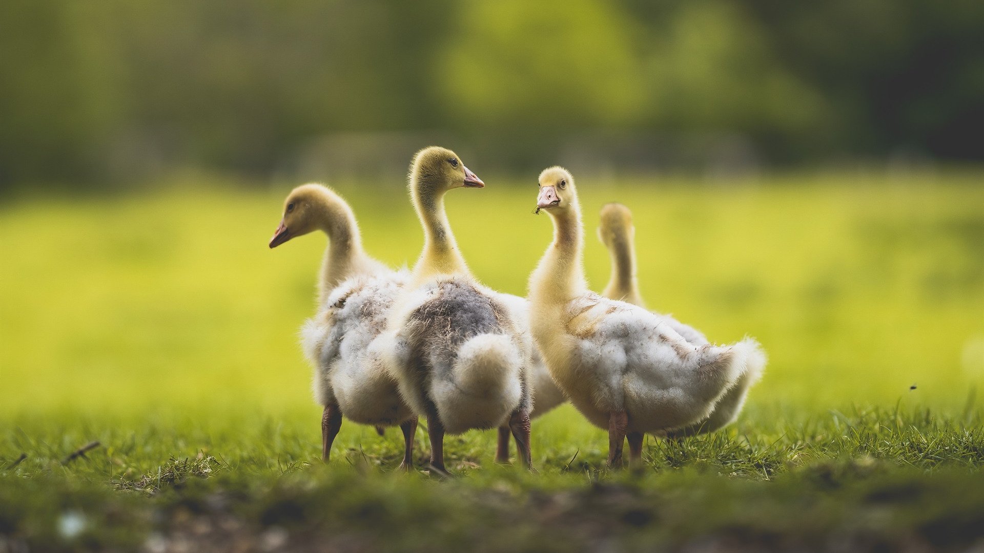 北京国安球员赛季表现分析，北京国安球队