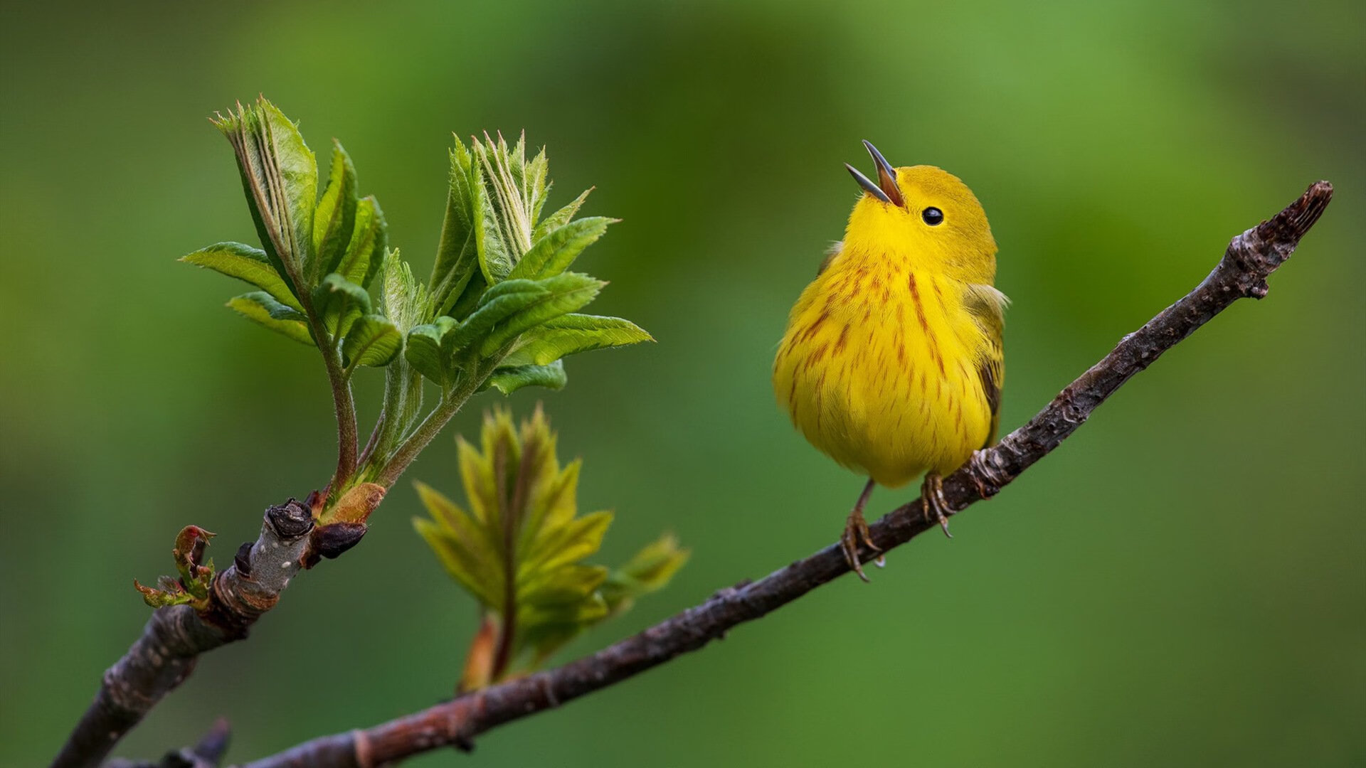 太阳控卫表现抢眼,助球队战胜对手,太阳控球后卫