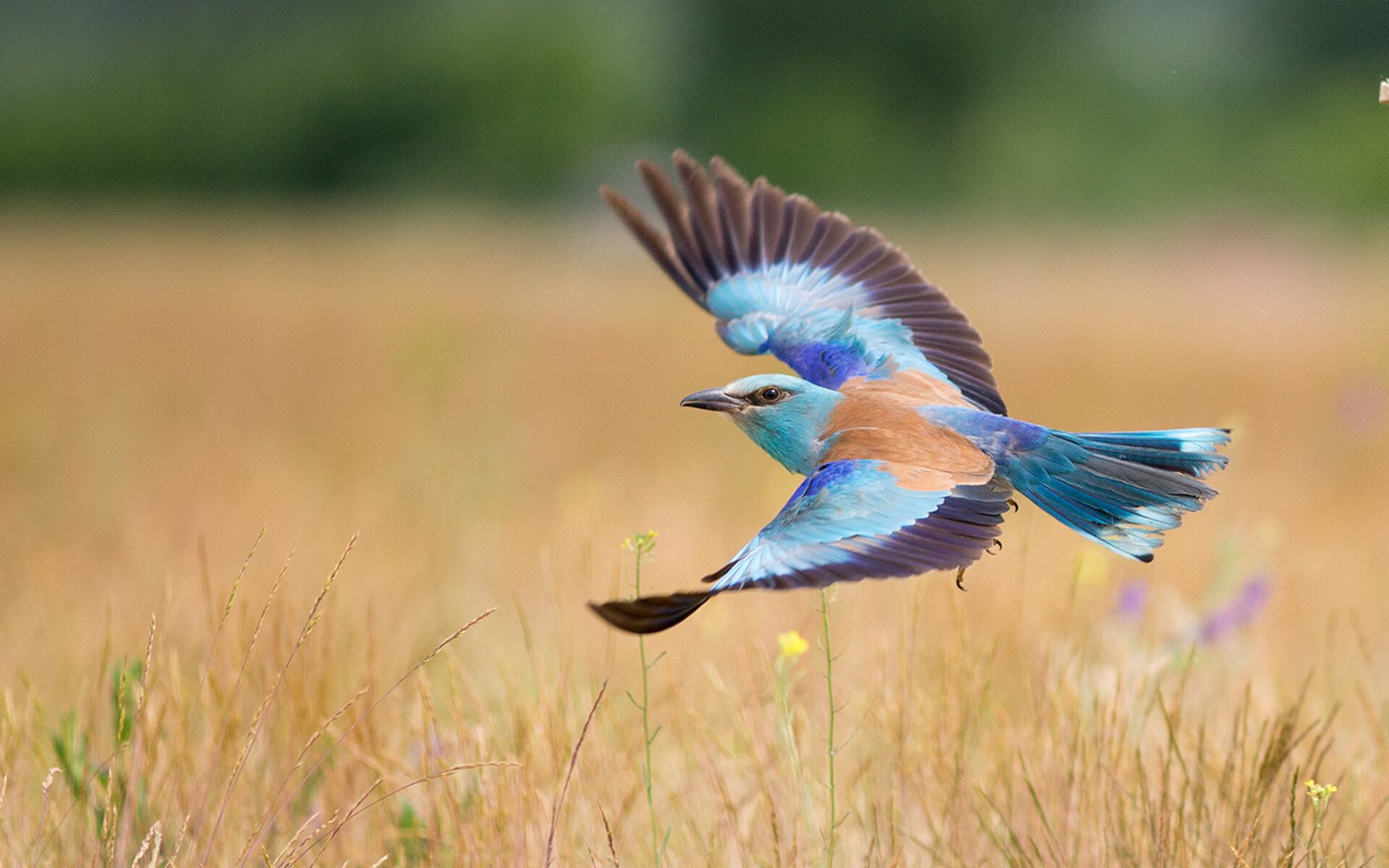 挑战重重,亚冠比赛彰显团队实力,亚冠冠军赛