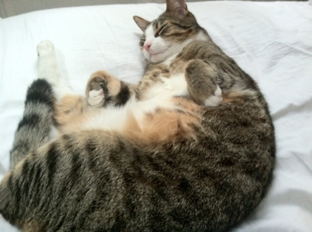 乐鱼电竞在线平台-挥洒汗水！球队全力以赴期待辉煌所向，球队展望