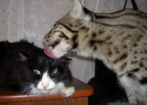 乐鱼官方登录入口-挪威队在欧预赛中遗憾出局，未能晋级下一轮，挪威没参加2021欧洲杯