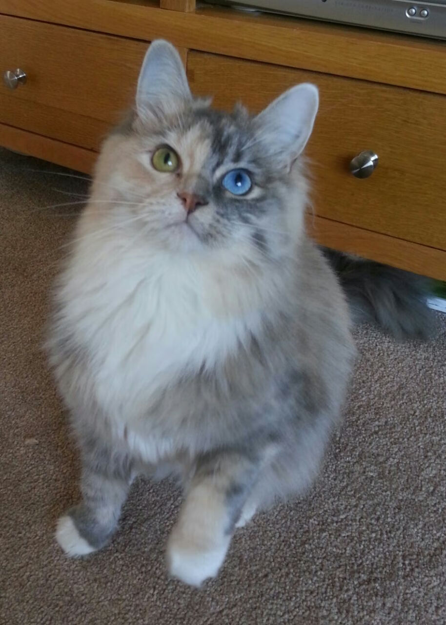 曼城连续胜出,实现三连胜,稳固积分榜前列,曼城净胜球力压曼联夺冠