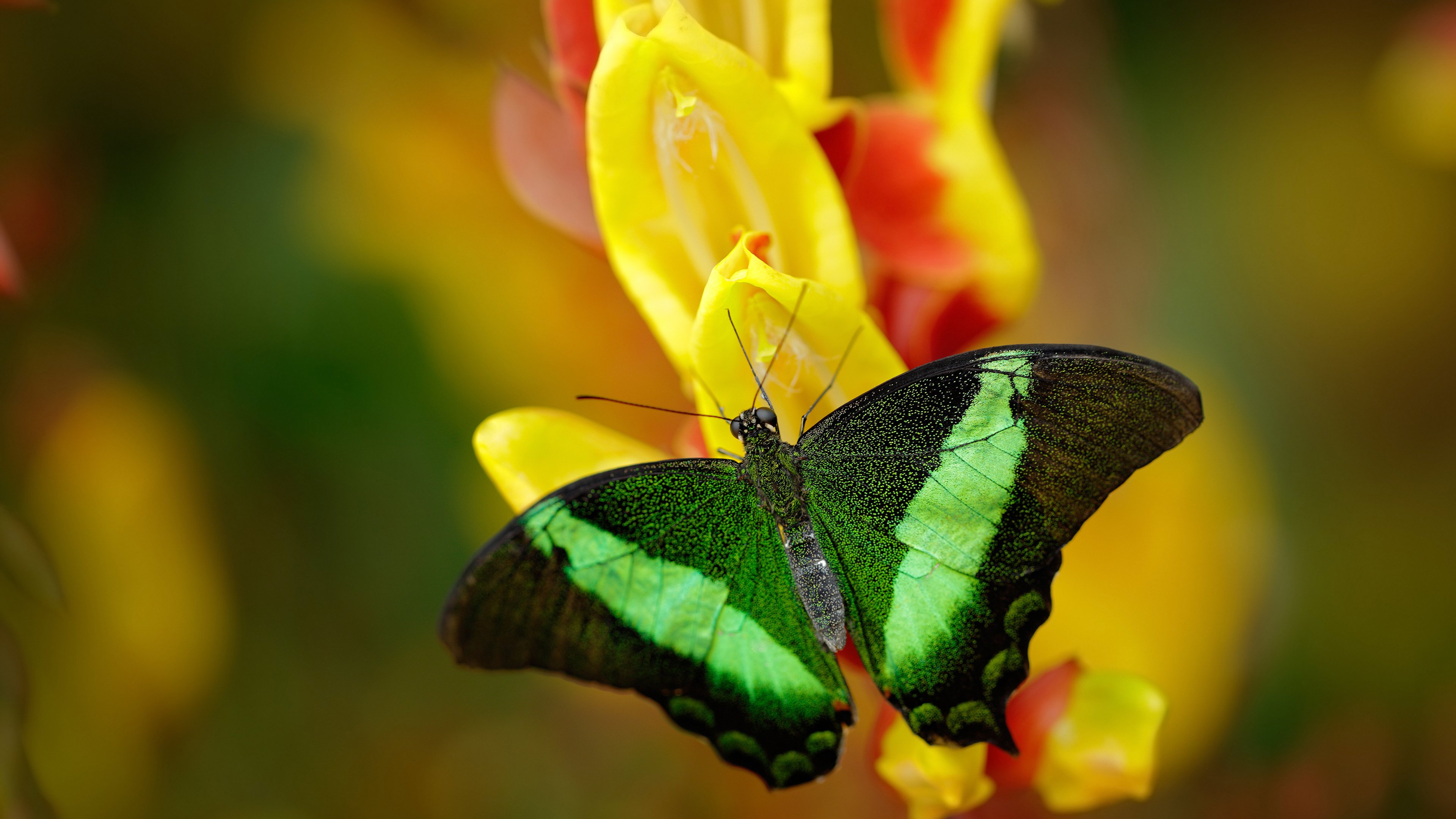 APP下载 LY Sports-曼城连续胜出，实现三连胜，稳固积分榜前列，曼城几连胜