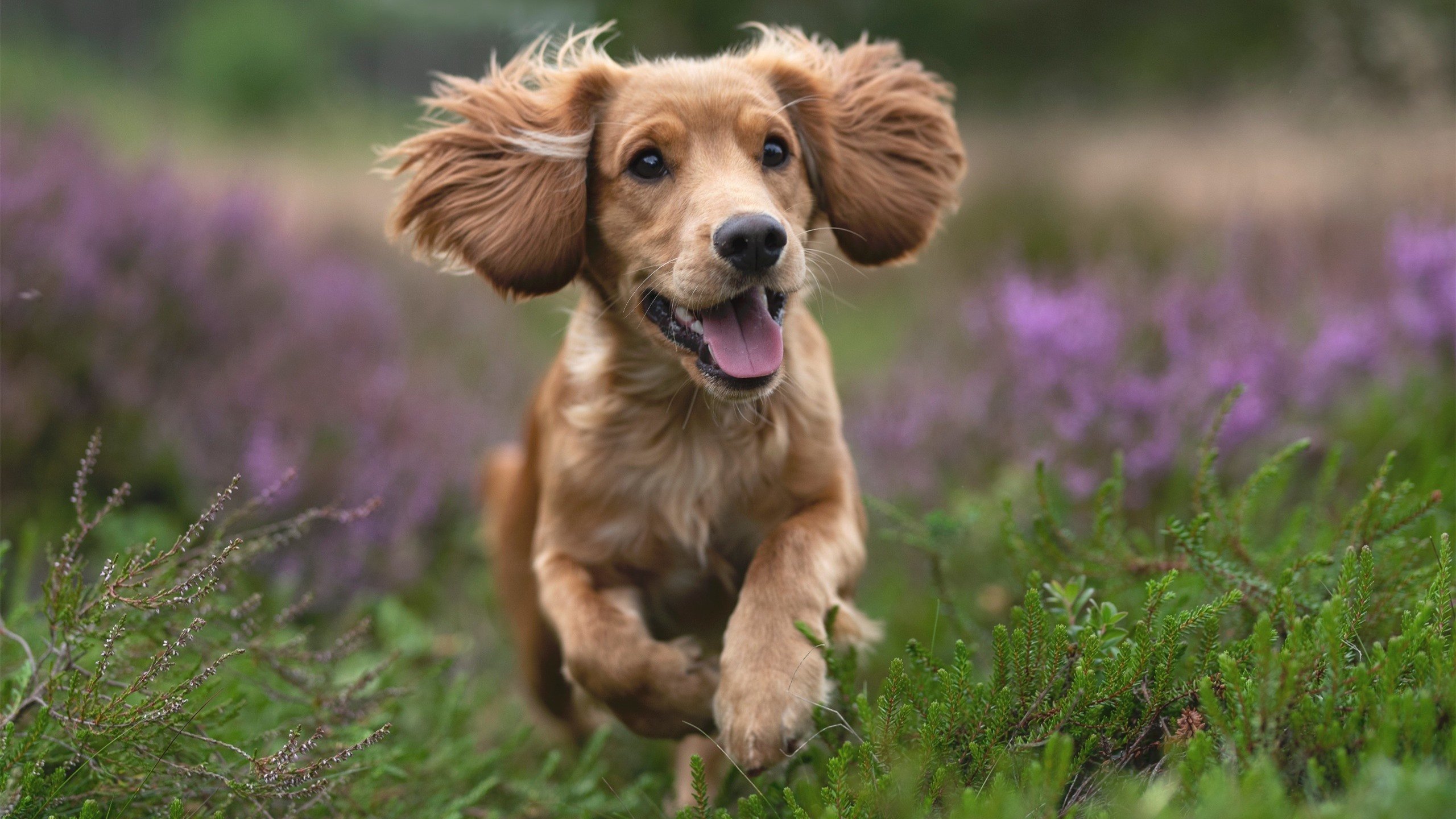 湖人年轻后卫表现持续稳定，湖人现役得分后卫
