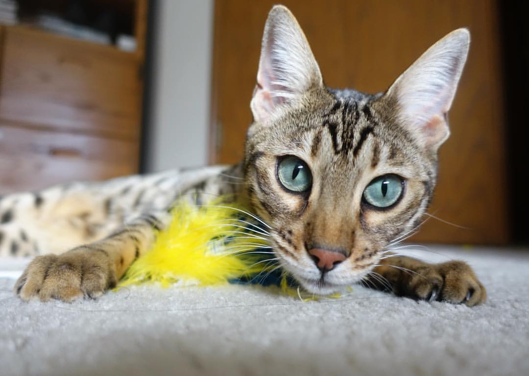 篮球青训投入与产出比,篮球青训队训练计划