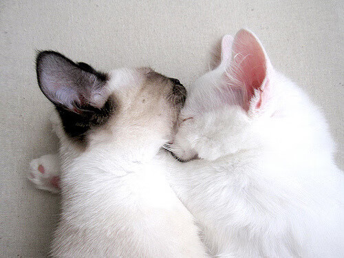 联赛关键战,球员表现出色压哨绝杀,压哨绝杀篮球