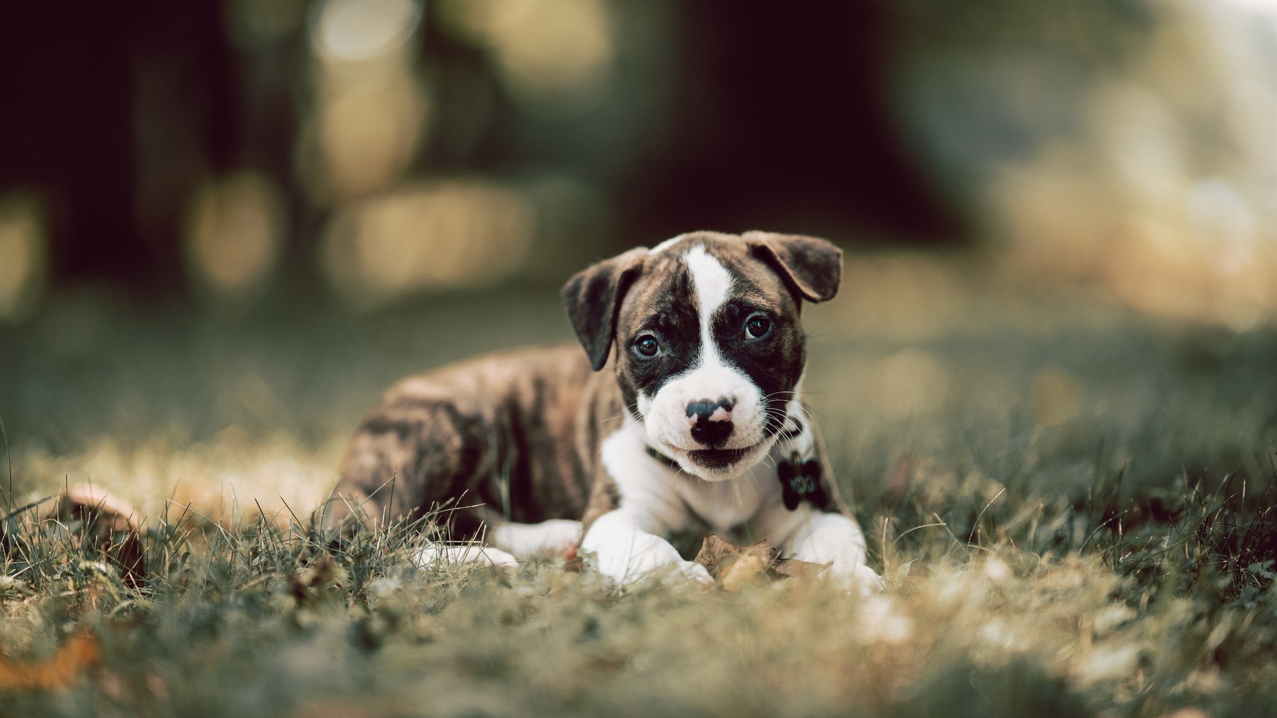 乐鱼体育App下载-非洲篮球夏季联赛圆满收官，冠军花落谁家？，非洲 篮球