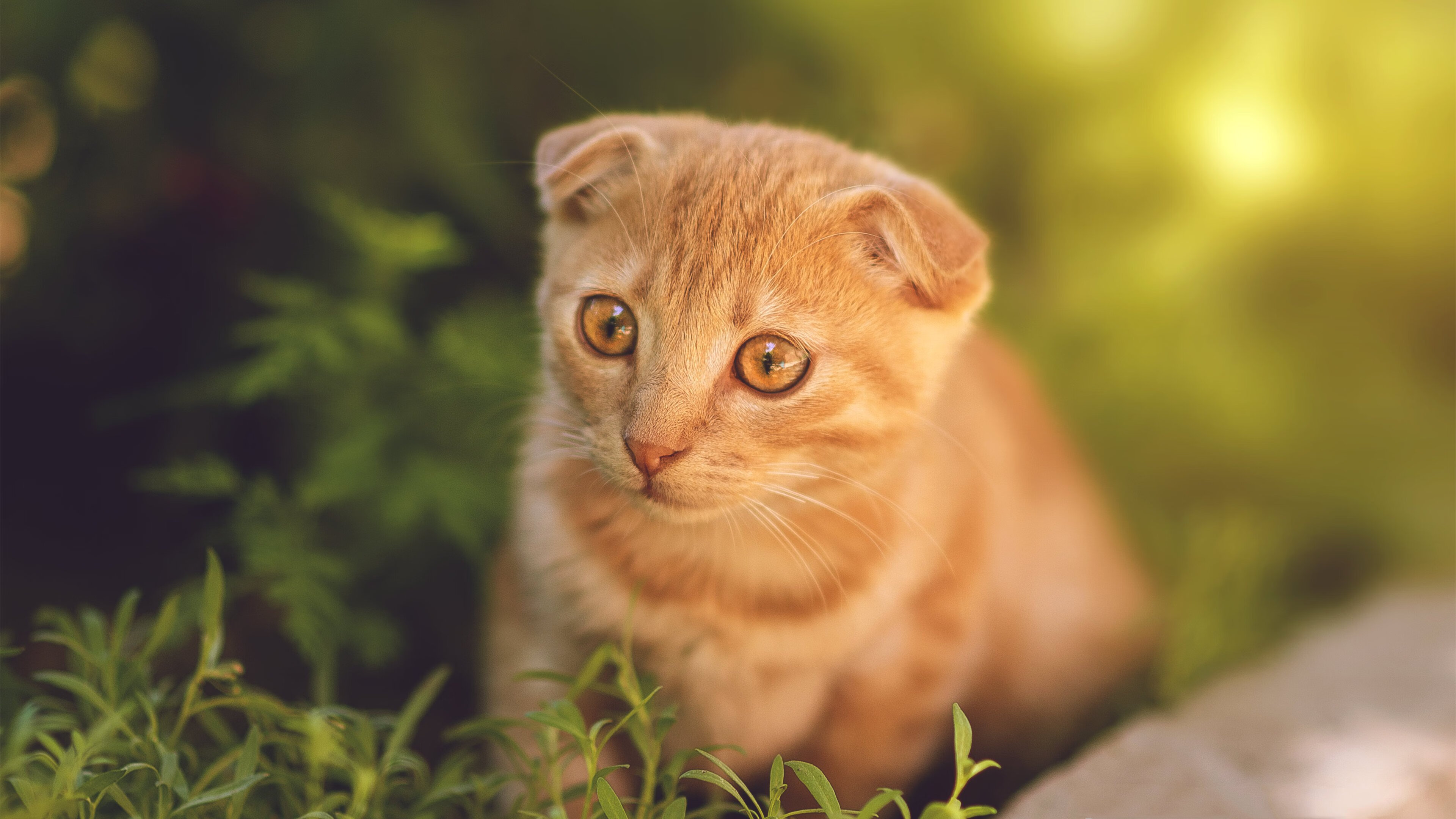 意甲冠军争夺白热化:国米誓要夺冠,国米意乙冠军