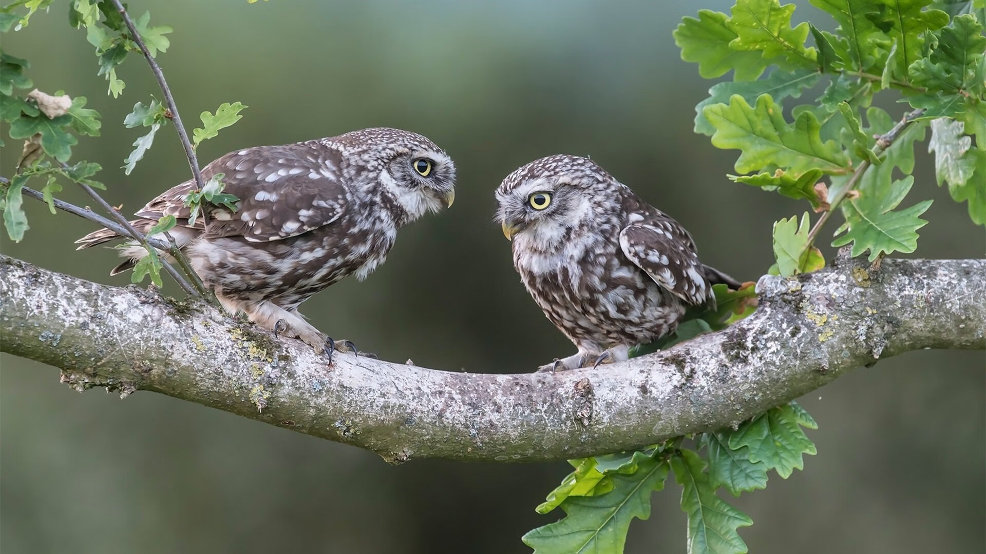 东亚杯中国青年队战平 球迷积极支持,东亚杯扩军