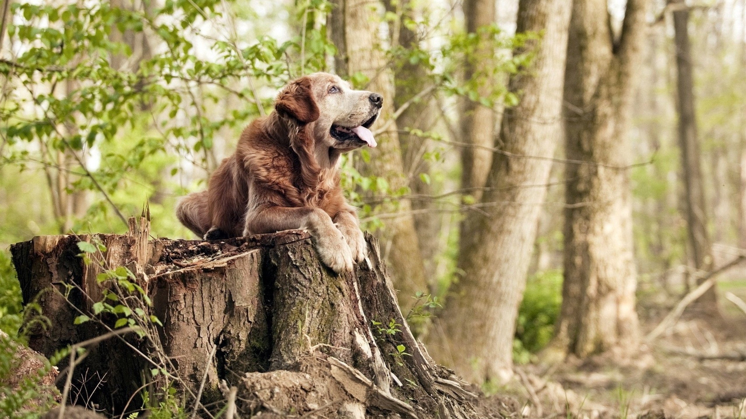 俱乐部青训投入为什么与回报不匹配,俱乐部青训队是什么