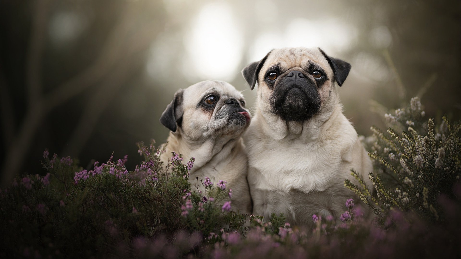 国家队训练周期压缩影响技战术沉淀,国家队的训练时间