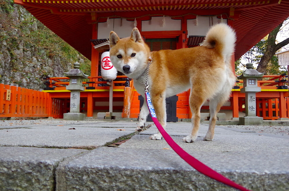 字母哥带队逆转雄鹿晋级季后赛,字母哥雄鹿报道视频