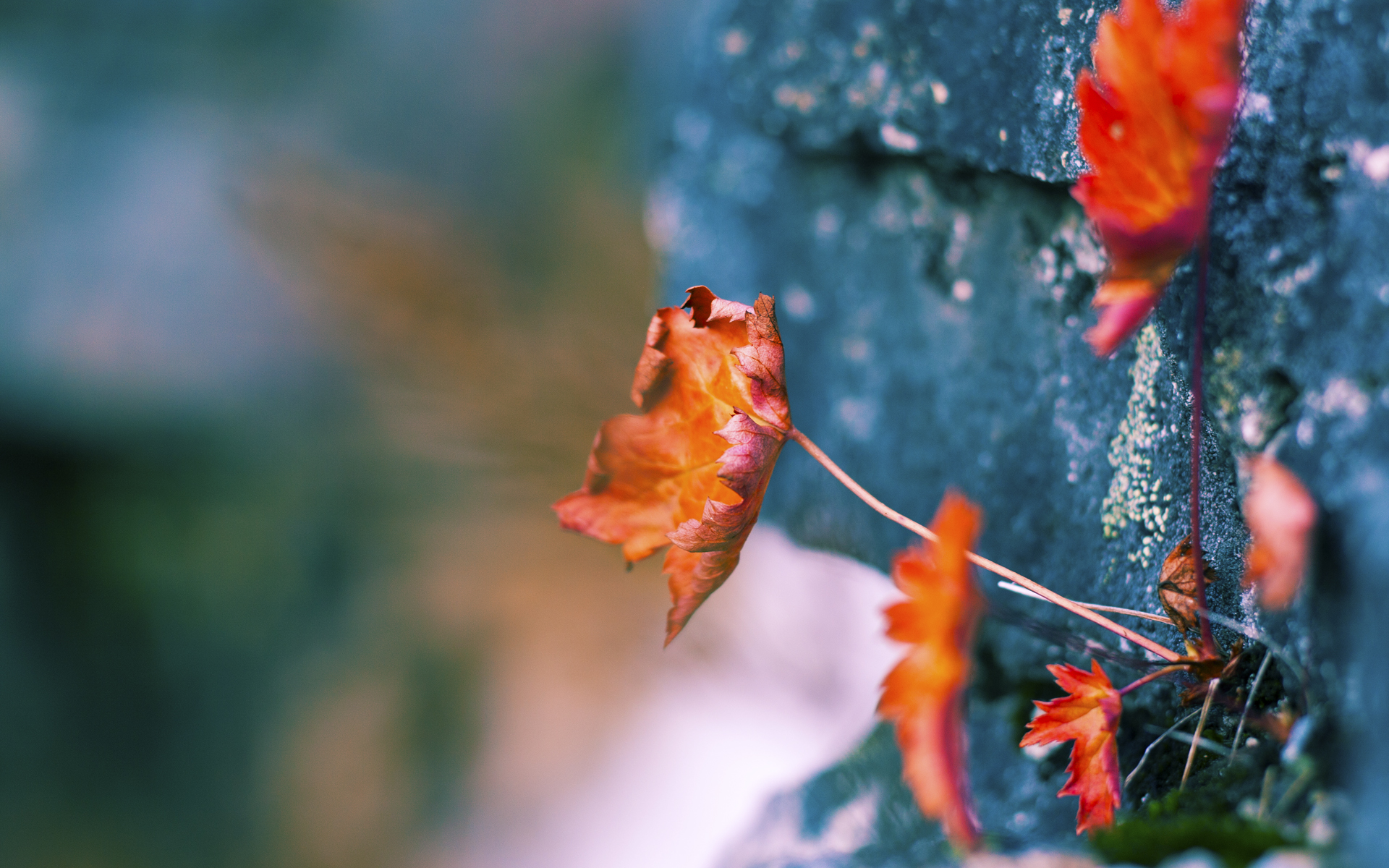 格鲁吉亚女篮在欧洲锦标赛中表现亮眼,迈向更高舞台,格鲁吉亚杯篮球