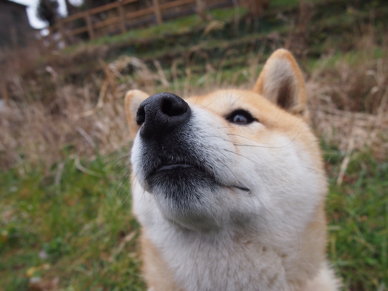 APP下载 LY Sports-蛙泳冲刺朝鲜节奏精准，蛙泳比赛视频慢放