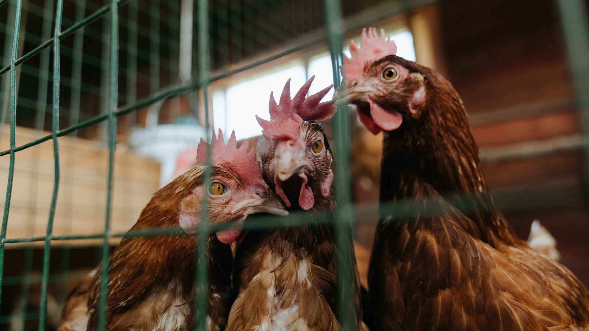 蛙泳冲刺朝鲜节奏精准,蛙泳比赛视频慢放